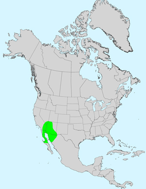 North America species range map for Adenophyllum porophylloides: Click image for full size map North America species range map for Adenophyllum porophylloides: Click image for full size map